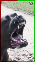 Pitbulls And Bully Breeds Are The Most  Dangerous” #shorts