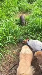 JUST SEE....Otter Titi Saves Softshell Turtles When People Hunt Him