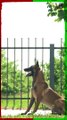 Malinois Is The Smartest Dog Breed #shorts