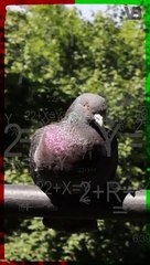 Pigeons Can Do Math #shorts