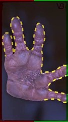 Koalas Have Fingerprints Similar To Humans #shorts