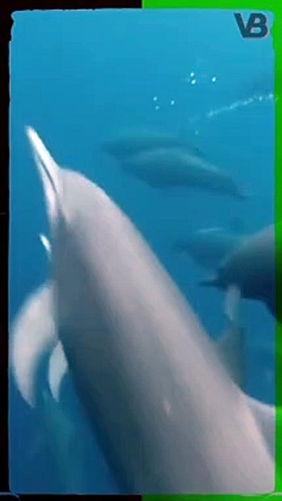 The U.S. Military Uses Dolphins As Guards #shorts