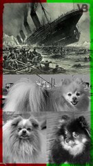 Three Dogs Survived The Titanic #shorts