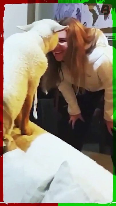 Sheep Can Recognize You #shorts