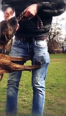 Pitbulls Will Lock Their Jaws If They Bite You #shorts