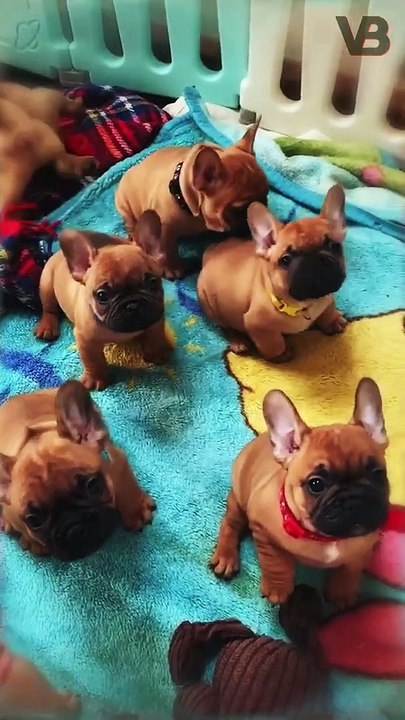 The French Bulldog Can Heal You #shorts #dog #bulldog #frenchbulldog