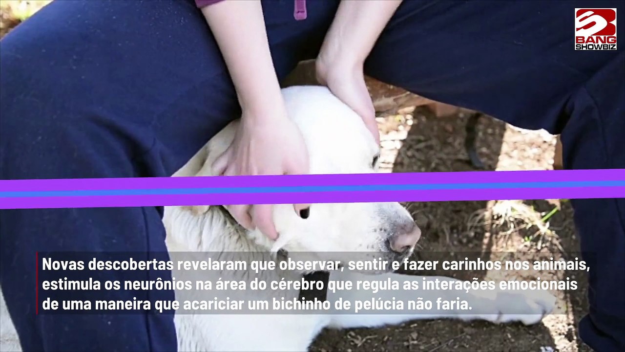 Fazer carinho em cachorros traz benefícios aos humanos, alega pesquisa