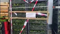 Mandragora venduta per spinaci: sequestrata la merca contaminata