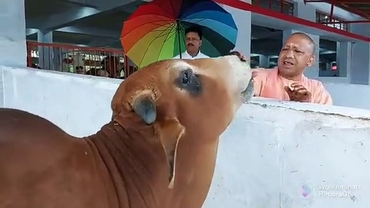 Chief Minister Yogi Adityanath feeding cows and buffaloes at a cattle shelter in Gorakhpur.