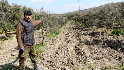 Manisa’da ağaçları kesilen üretici isyan etti: ‘Zeytinlerimi mahvettiler’