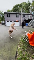 George the Basketball Playing Goat