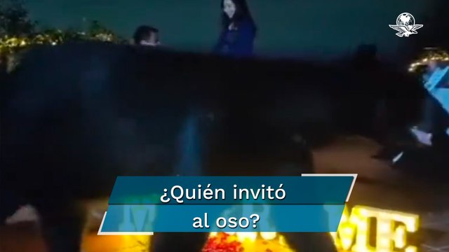 Una pedida inolvidable: Oso interrumpe propuesta de matrimonio