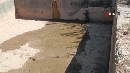 Havuzdan çıkamayan porsuğu ekipler böyle kurtardı