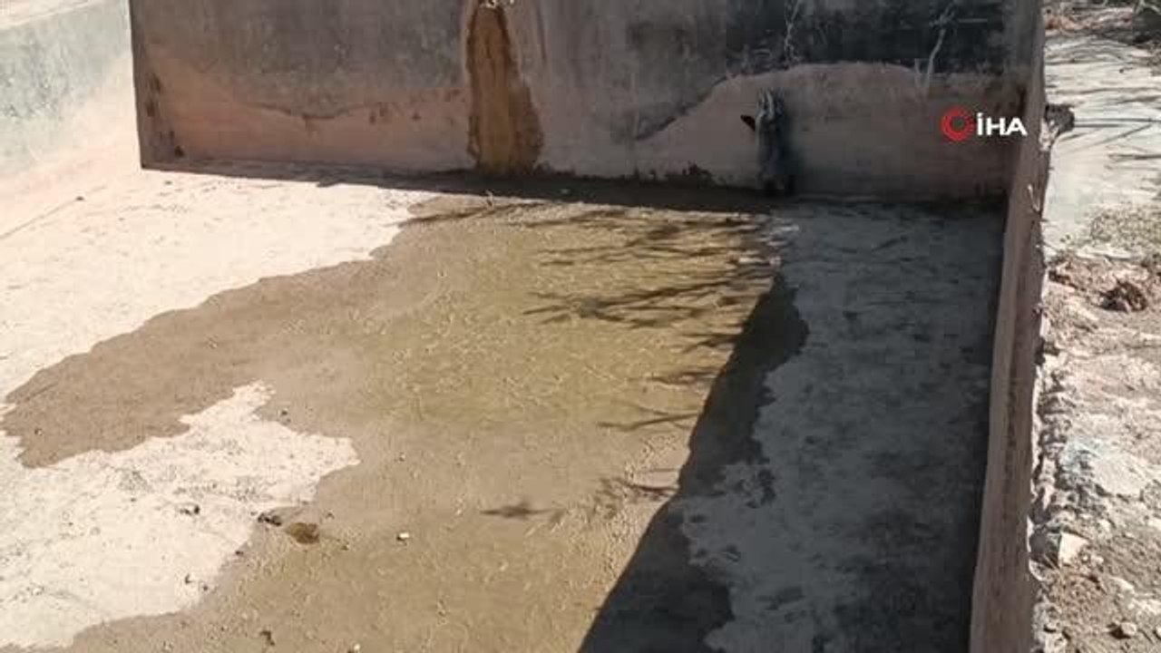 Havuzdan çıkamayan porsuğu ekipler böyle kurtardı