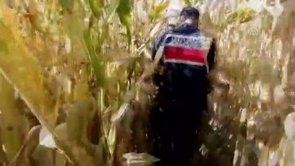 10 kilogram esrar ve 483 kök Hint keneviri ele geçirildi