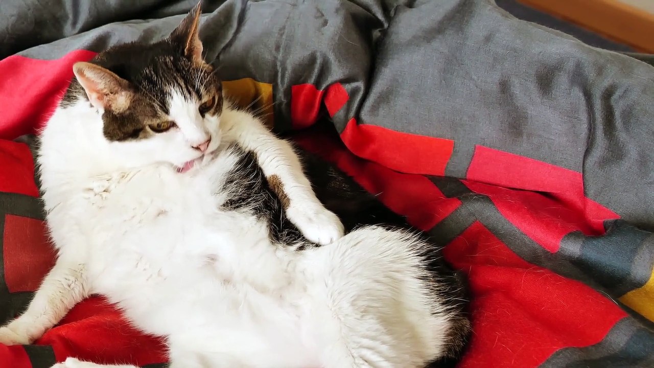 Funniest Animal Videos 2022 - Cute Cats & dogs Video Compilation # 8 || Amazing Dare Animals