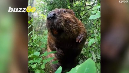 Watch These Adorable Beavers Have Brunch
