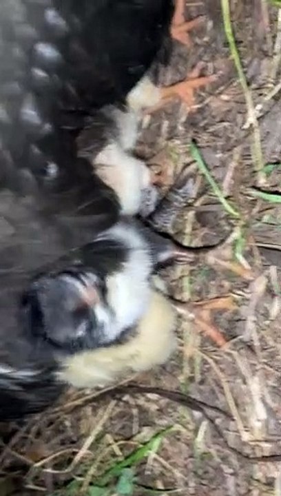Missing Hen Makes a Surprising Return