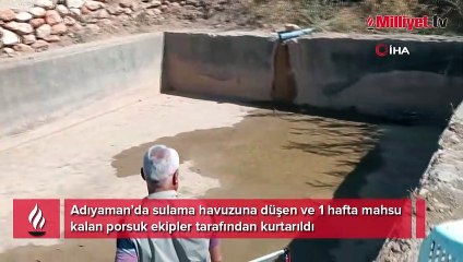 Bir hafta boyunca havuzda aç susuz kaldı