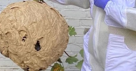 Angleterre : il découvre un nid de frelons asiatiques de la taille d'un ballon de basket dans son jardin