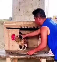 Tavuk ve horozun şaşırtan dayanışması!