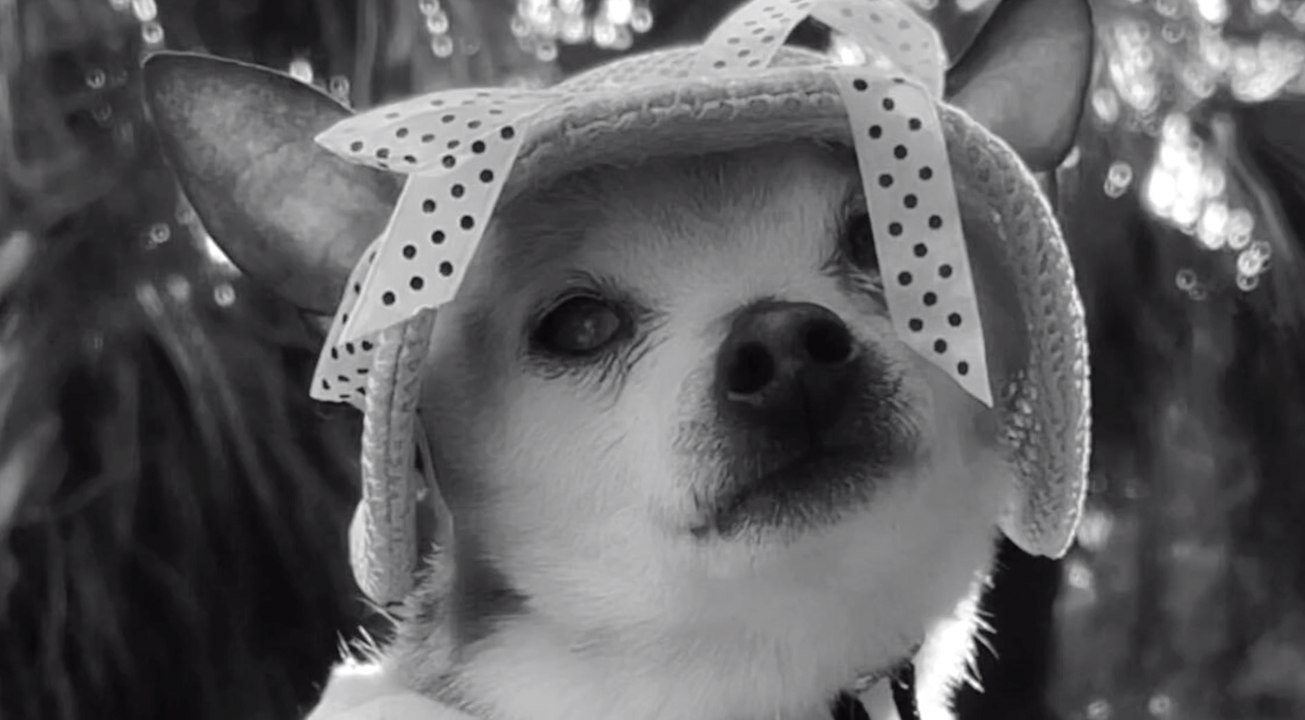 Der älteste Hund der Welt 'Pebbles' ist tot