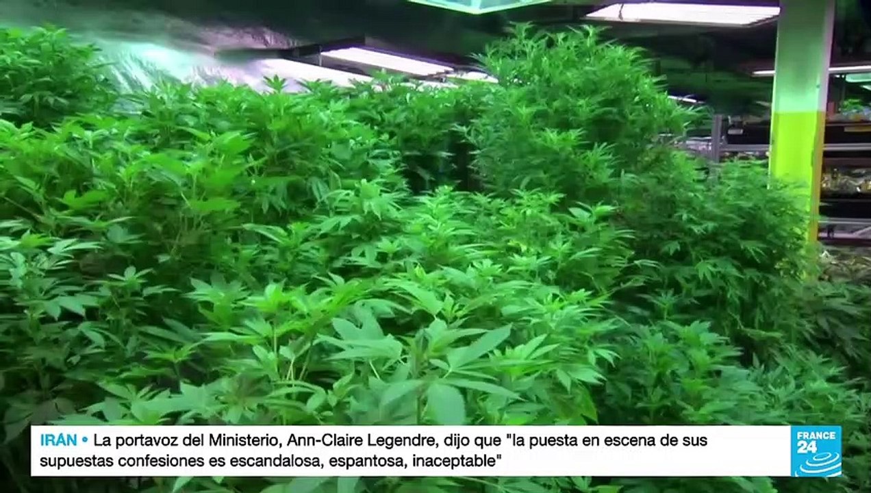 Joe Biden abona el camino hacia despenalización de la marihuana en EE. UU.