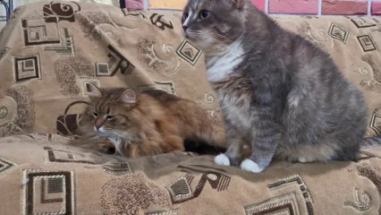 Funniest Animal Videos 2022 - Cute Cats & dogs Video Compilation # 9 || Awful Funny Animals