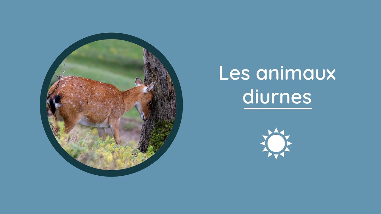 Qu’est-ce que la pollution lumineuse ?