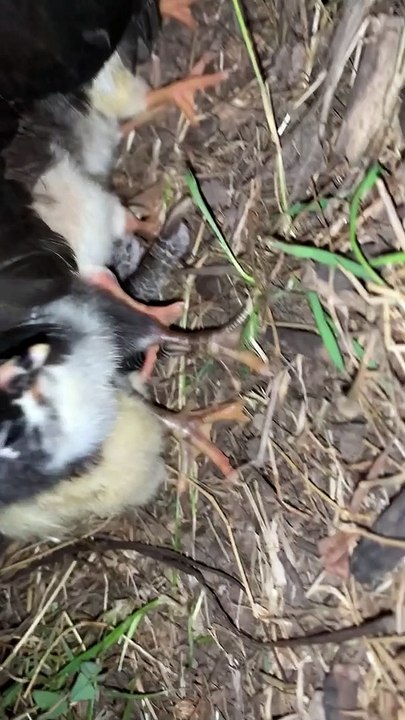 Missing Hen Makes a Surprising Return