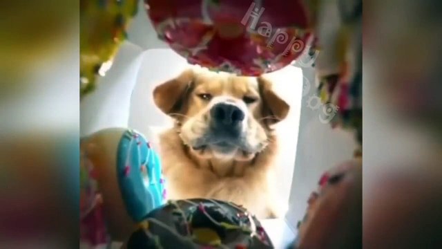 Funny animals video| happy animals| animals fails don't laugh