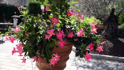 Bellagio - Villa La Dolce Vita