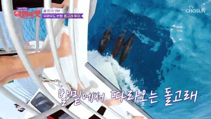 잔잔한 바다 위 보이지 않는 돌고래를 찾아서...★ TV CHOSUN 221007 방송