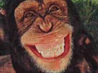 Funky Monkey