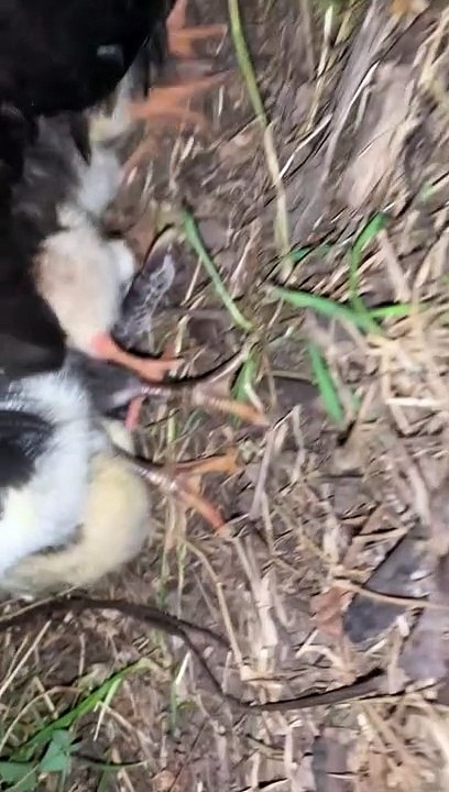 Missing Hen Makes a Surprising Return