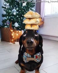 Harlso the Dachshund Balancing Sausage Rolls