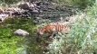अलवर के सरिस्का पार्क खुलने के एक सप्ताह बाद नज़र आये बाघ, बाघिन को देख पर्यटक हुए रोमांचित,देखे वीडियो