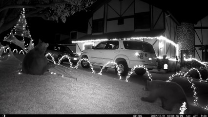 Bears at Play Ruin Halloween Display