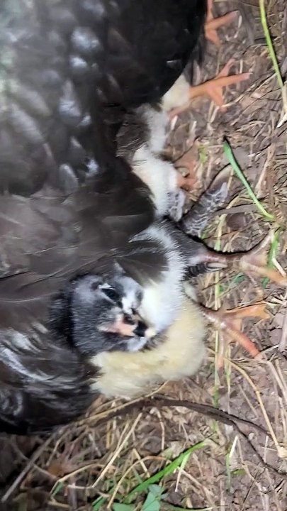 Missing Hen Makes a Surprising Return
