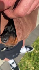 Adorable Mini Dachshund Puppy Takes a Nap in a Hoodie Pocket
