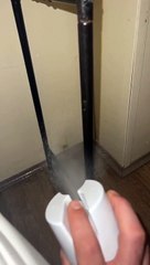 This Spider Cricket Isn't Playing