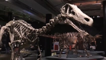 Una exposición en Miami muestra todo de los "exóticos" dinosaurios del sur