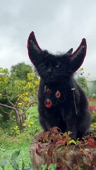 Vampire Cat Looking Glorious