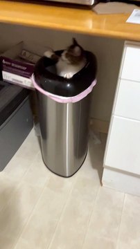 This Cat Might Need a Bath