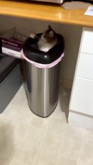 This Cat Might Need a Bath