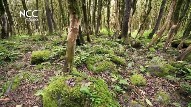 Reporte Climático 62 | Fuego: ¿enemigo o aliado de los bosques?