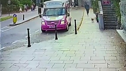 Lost 'wonder pup' Pip finds his own way home