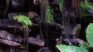 Diminua A Insonia Musica Calma Para Relaxar e Dormir em 15 Minutos