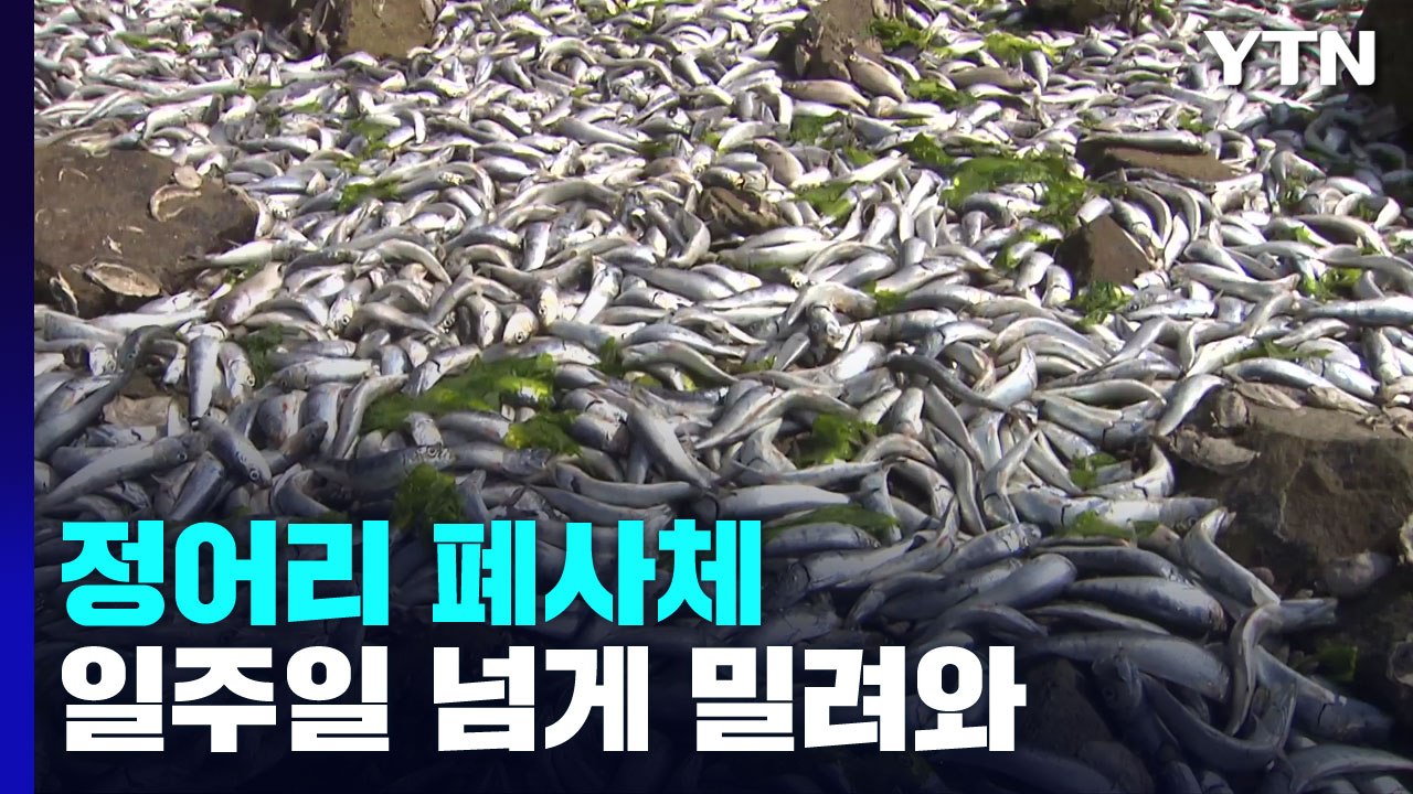 정어리 폐사체 일주일 넘게 해안가에 밀려와 / YTN