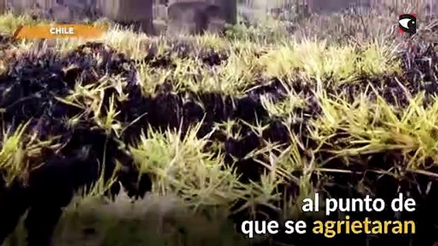 Un incendio forestal causó graves daños en las estatuas de la Isla de Pascua